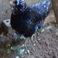 مرغ خروس گلین|حیوانات مزرعه|خان ببین, |دیوار