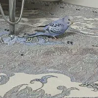 جوجه مرغ عشق|پرنده|مشهد, رضاییه|دیوار