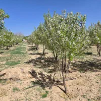 فروش باغ بادام و گردو شوراب|فروش خانه و ویلا|اصفهان, محمودیه|دیوار