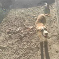 توله ماده سرابی
