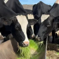 علوفه هیدروپونیک تازه برای تمام دام ها یزد