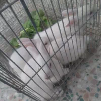 تعدادی بچه خرگوش ناز بفروش میرسد