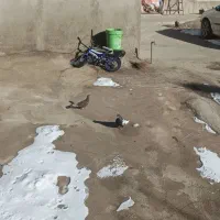 کبوتر سینه سیاه