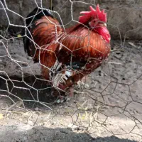 خروس کوشین