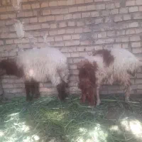 گوسفند ماده