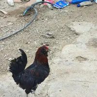 مرغ محلی|حیوانات مزرعه|کاکی, |دیوار