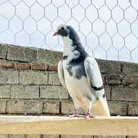 کبوتر انگلسی