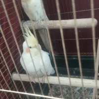 طوطی عروس هلندی و برزیلی