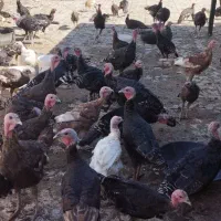 بوقلمون جوان