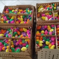 توزیع کارتنی 0جوجه رنگی*(محلی گلپاgاردک