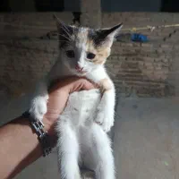گربه سه رنگ خوشگل واگذار میشود رایگان