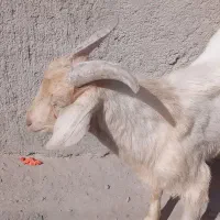 بزسانن|حیوانات مزرعه|پشتکوه (سیستان و بلوچستان), |دیوار