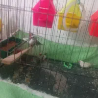 فنچ ۶ عدد نر و ماده