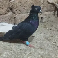 کبوتر دم سفید