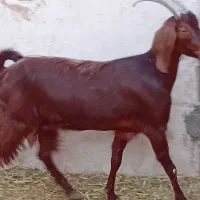 بز پاکستانی