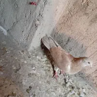 کفتر|پرنده|مشهد, مشکینی (شهرک غرب)|دیوار