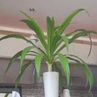 گل های شاداب و زیبا