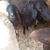 حیوان و مزرعه|حیوانات مزرعه|فردوس (کرمان), |دیوار