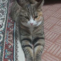 گربه خانگی واکسن زده و عقیم شده