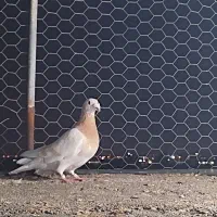 کبوتر|پرنده|مرودشت, دولت آباد|دیوار