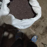 بزرک یاهمان کنجدسیاه