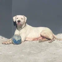 داگو آرژانتینو|سگ|بومهن, |دیوار