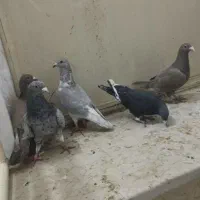 کبوتر دورگ پلاکی