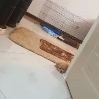 مالتبپو|سگ|قم, بکایی|دیوار