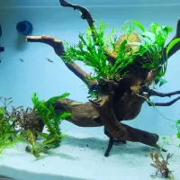 آکواریوم ریملیس