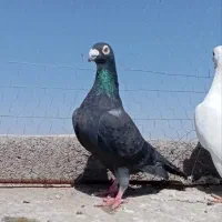 فروشی|حیوانات|تربت جام, شهرک آزادگان|دیوار