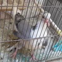 کبوتر.|پرنده|کرمان, |دیوار