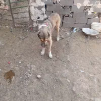 حیوان.|سگ|تربت جام, کاریز نو سفلی|دیوار