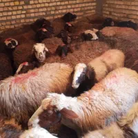 گوسفند سبک سنگین  موجوده|حیوانات مزرعه|دورود, |دیوار