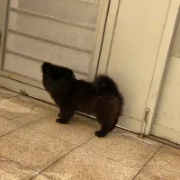 واگذاری چاو چاو|سگ|اصفهان, بهارستان|دیوار