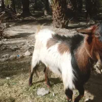 نری|حیوانات مزرعه|رودخانه, |دیوار