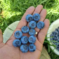 نهال بلوبری سایز بزرگ|گل و گیاه طبیعی|رشت, بوسار|دیوار