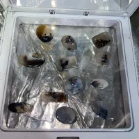 شجر های زیبا|کلکسیون اشیاء عتیقه|لاهیجان, شیخ زاهد|دیوار