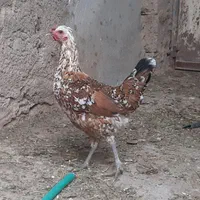 تخم گلین لری