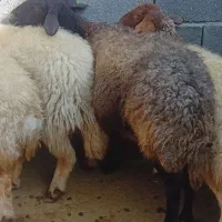 میش و قوچ