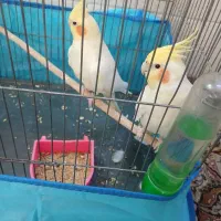 جفت لوتینو بشرط