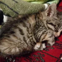 یک عددجوجه گربه نژاد دارپشمالو ی چشم سبز|گربه|تربت جام, یحیی آباد|دیوار