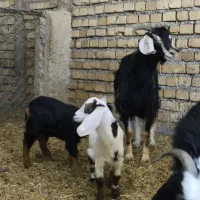 میش و بره
