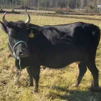 گاو لیشه  شکمدار