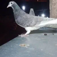 ۵ تا شهری همش ۱۵۰۰|پرنده|شیراز, تاچارا|دیوار