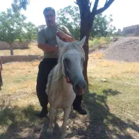 فروش اسب مادیان پنج ساله با بچه