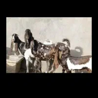 بز گلابی وپاکستانی اصیل مادربچه باب مالداری