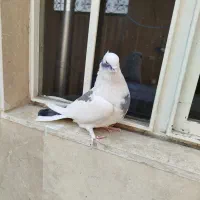 کفتر سرور زینتی