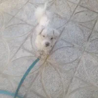 واگذاری سگ سالم وسرحال|سگ|دورود, |دیوار