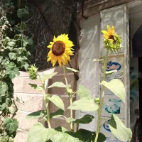 گل تزئینی آفتابگردان طبیعی کوچک|گل و گیاه طبیعی|شیراز, شریف‌آباد|دیوار