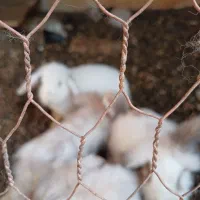 تعدادی خرگوش لپ.. یک جفت کوتوله|موش و خرگوش|رفسنجان, |دیوار